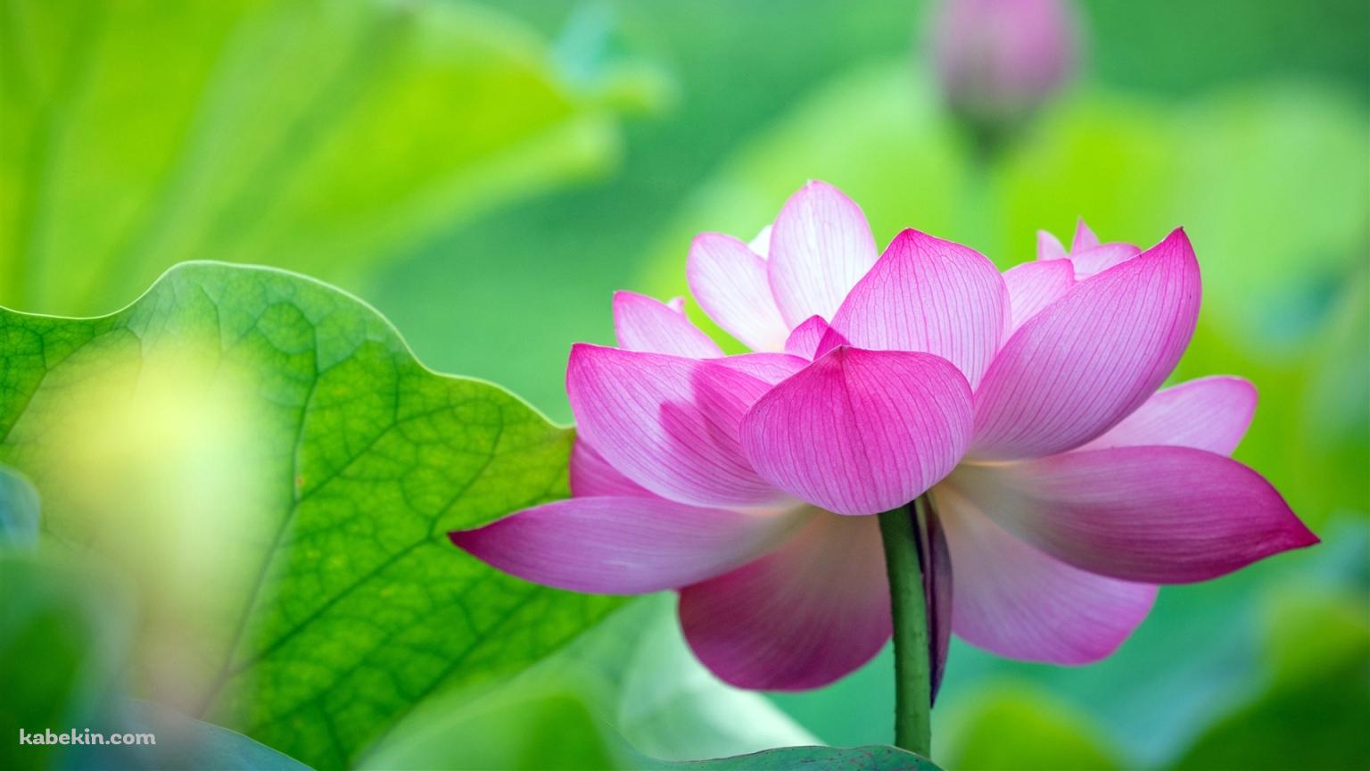 綺麗な緑の葉と蓮の花の壁紙(1536px x 864px) 高画質 PC・デスクトップ用