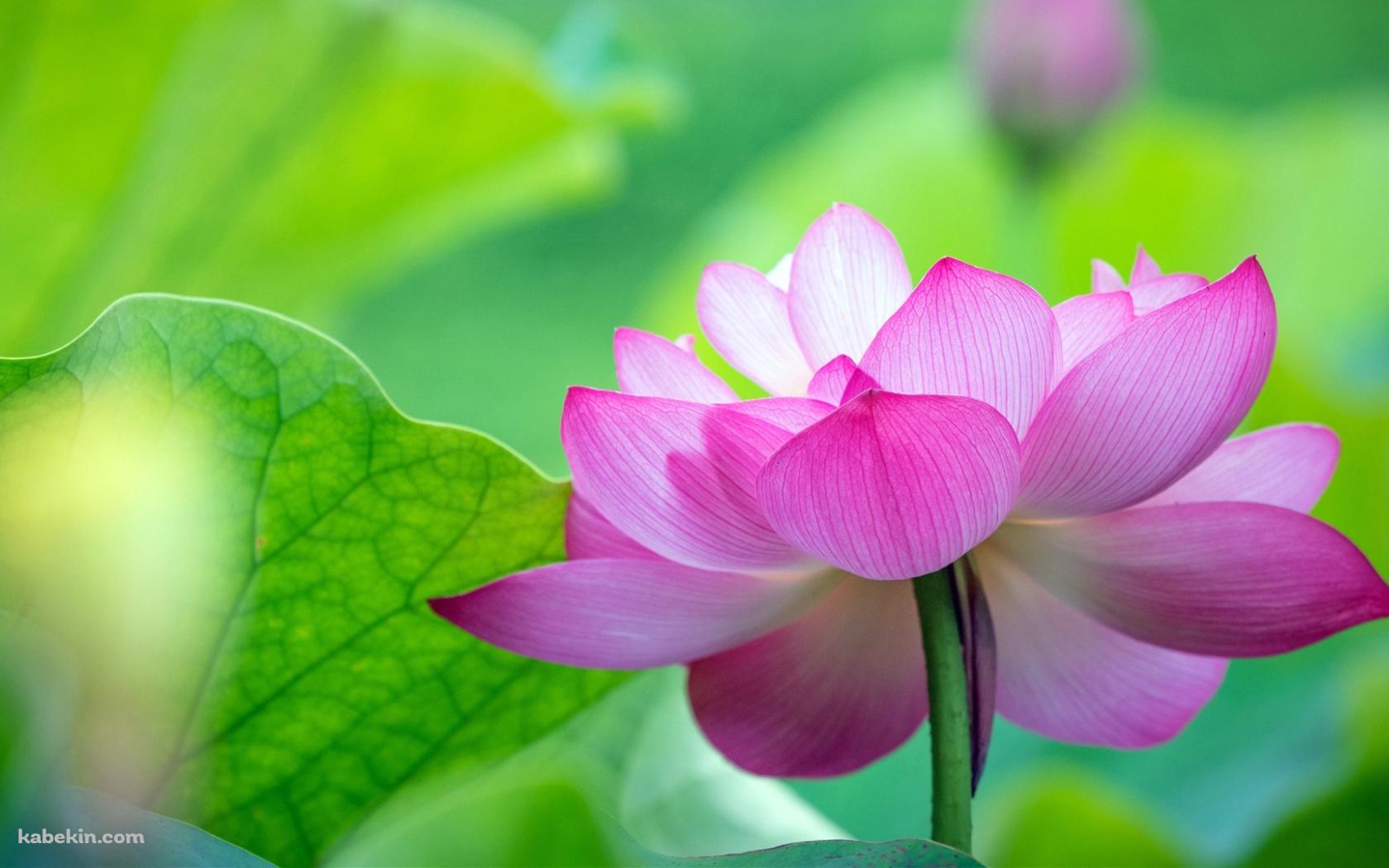 綺麗な緑の葉と蓮の花の壁紙(1680px x 1050px) 高画質 PC・デスクトップ用