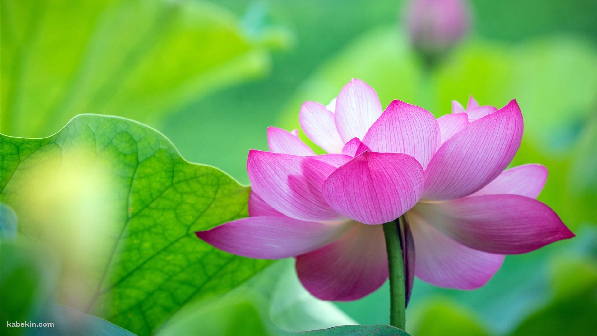 綺麗な緑の葉と蓮の花の壁紙(1920px x 1080px) 高画質 PC・デスクトップ用