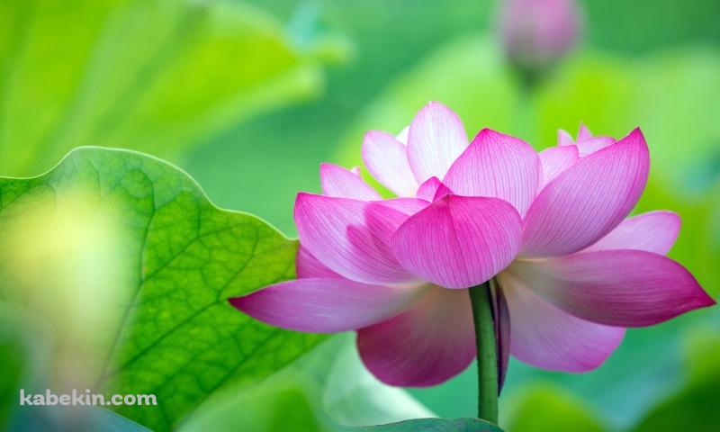 綺麗な緑の葉と蓮の花の壁紙(800px x 480px) 高画質 PC・デスクトップ用