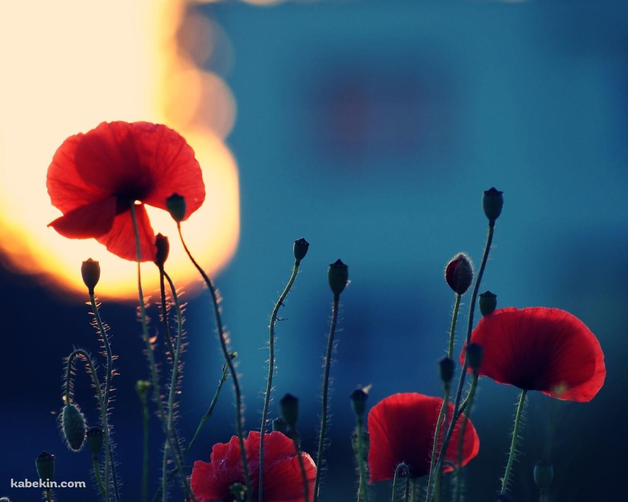 赤い花と乱反射する光の壁紙(1280px x 1024px) 高画質 PC・デスクトップ用