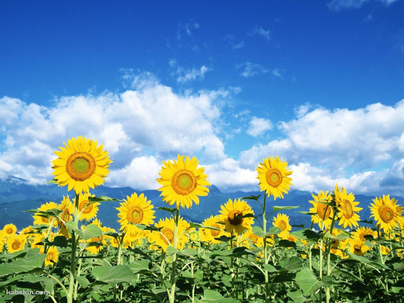 向日葵 夏休みの壁紙(1400px x 1050px) 高画質 PC・デスクトップ用