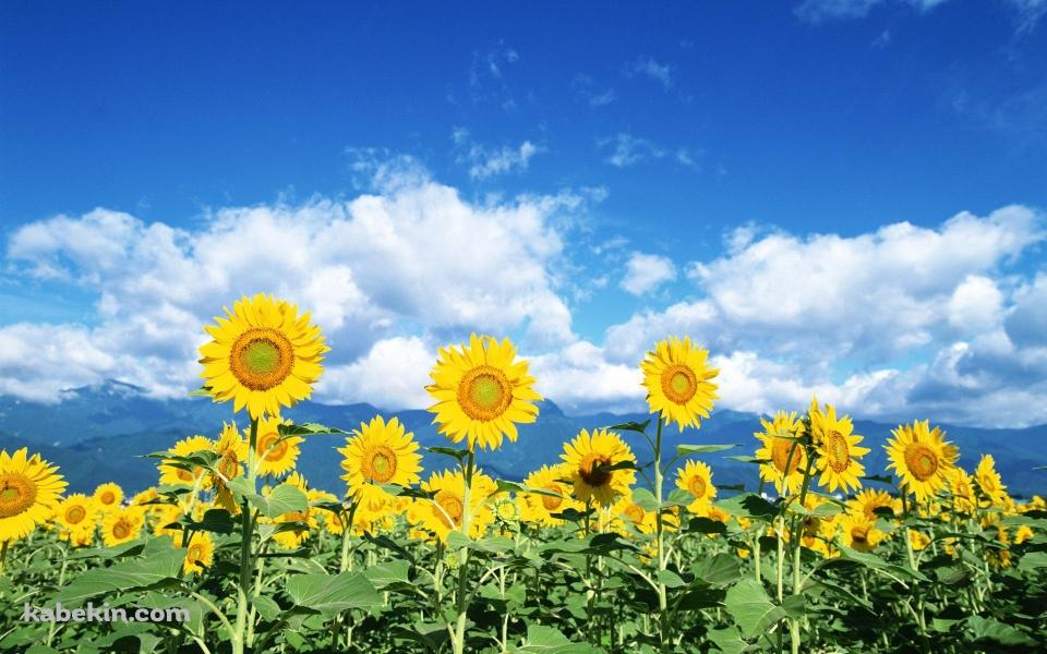 向日葵 夏休みの壁紙(960px x 600px) 高画質 PC・デスクトップ用