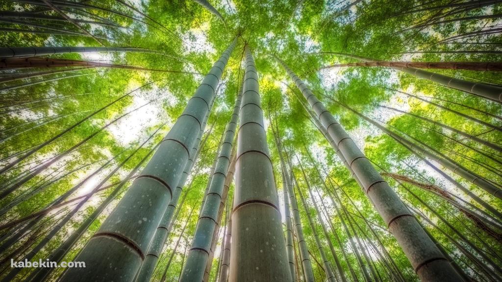 見上げた緑の竹林の壁紙(1024px x 576px) 高画質 PC・デスクトップ用