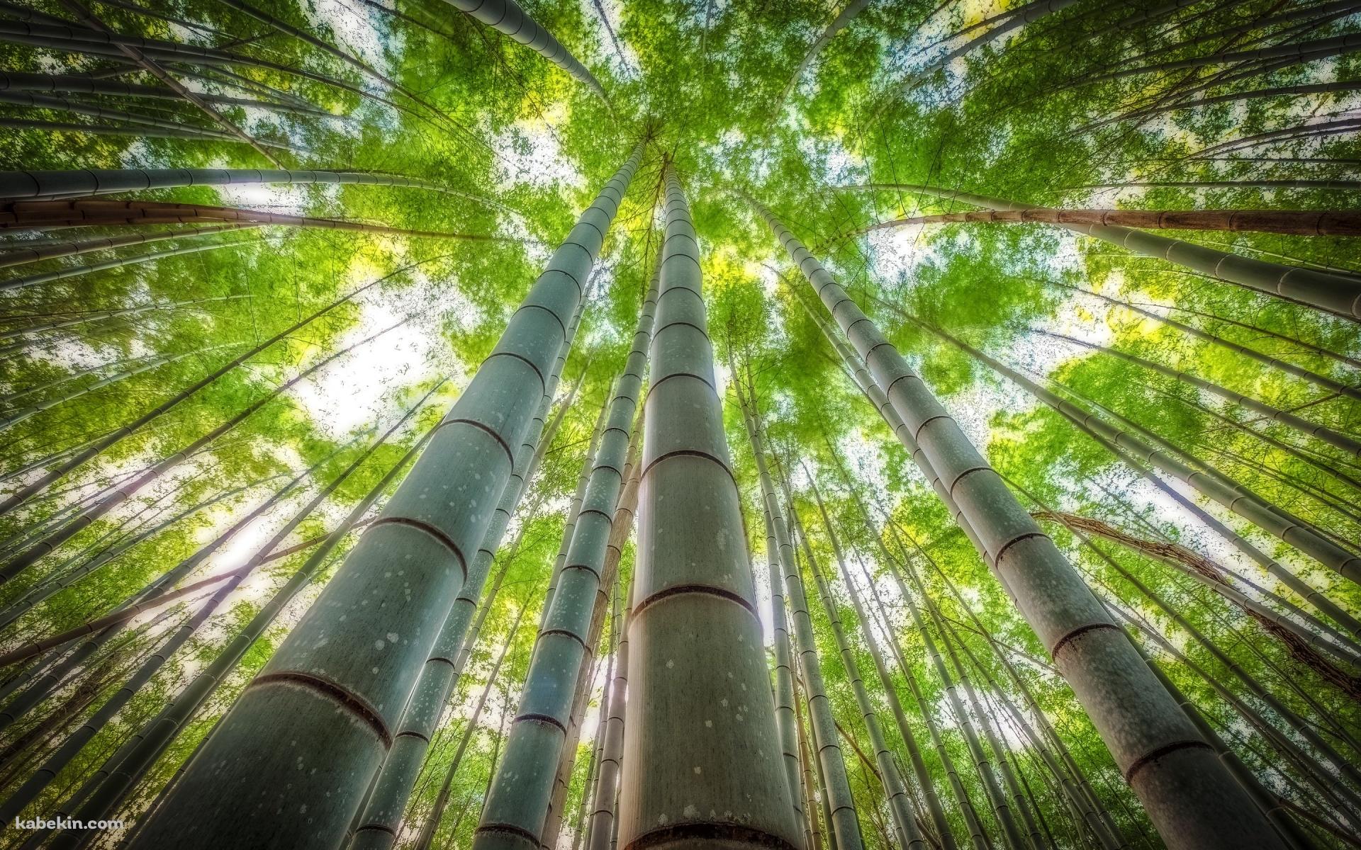 見上げた緑の竹林の壁紙(1920px x 1200px) 高画質 PC・デスクトップ用