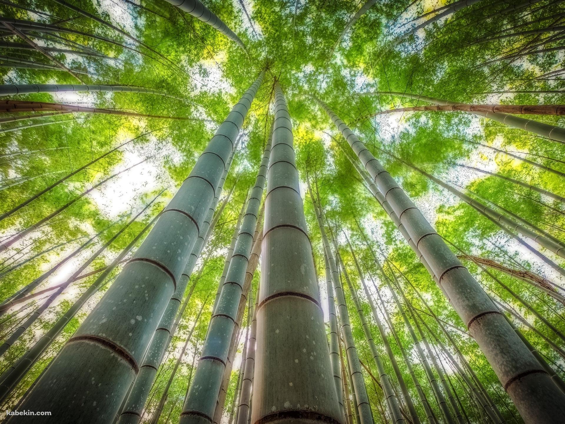 見上げた緑の竹林の壁紙(1920px x 1440px) 高画質 PC・デスクトップ用