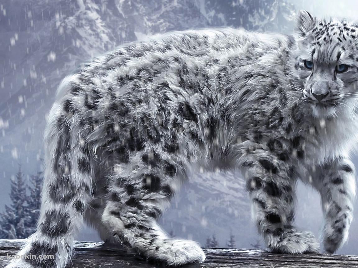 ユキヒョウの壁紙(1152px x 864px) 高画質 PC・デスクトップ用