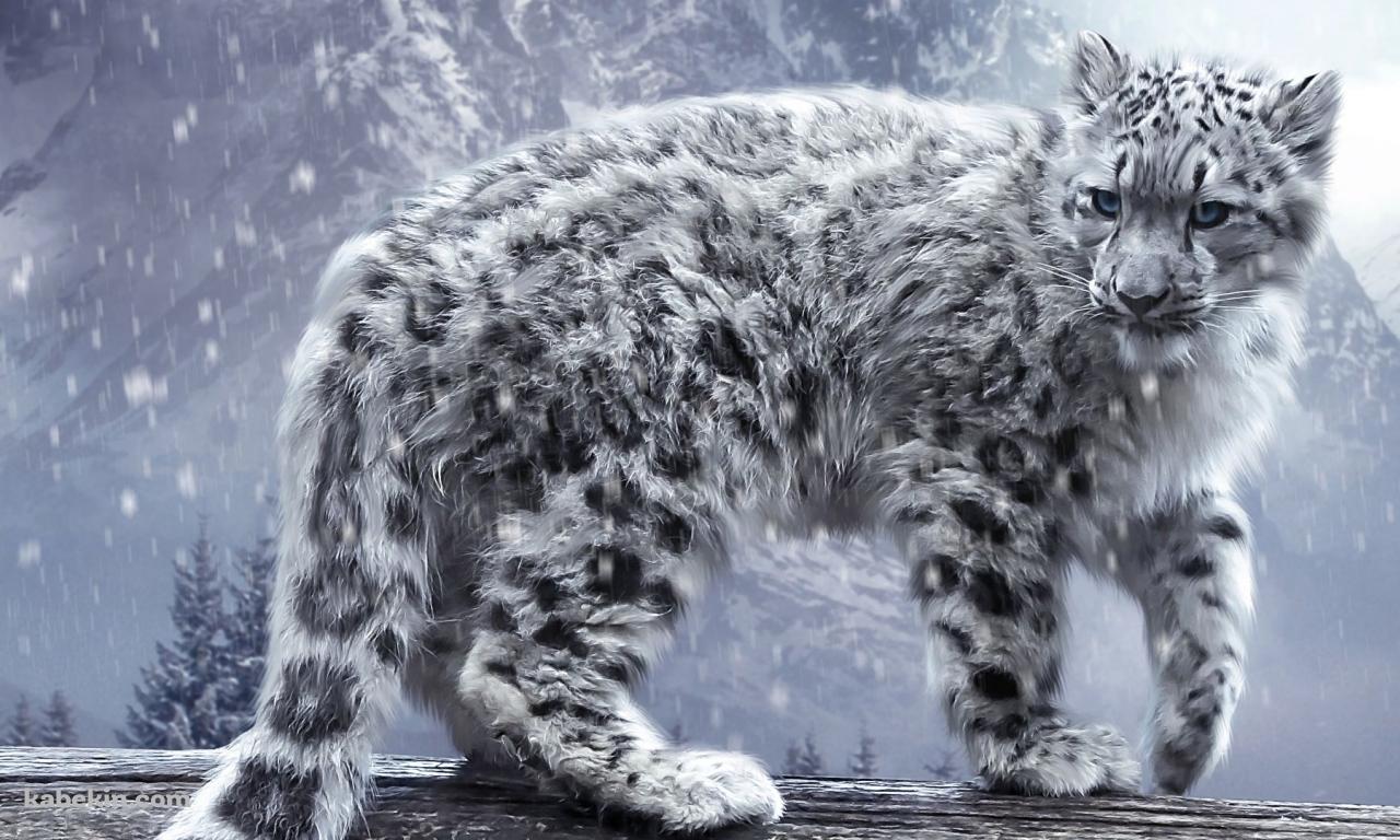 ユキヒョウの壁紙(1280px x 768px) 高画質 PC・デスクトップ用