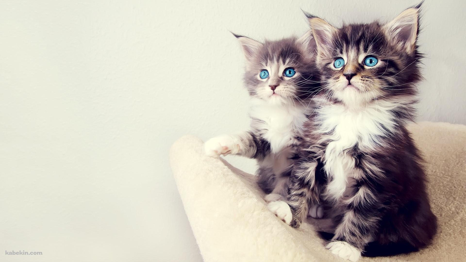 2匹の猫の壁紙(1920px x 1080px) 高画質 PC・デスクトップ用