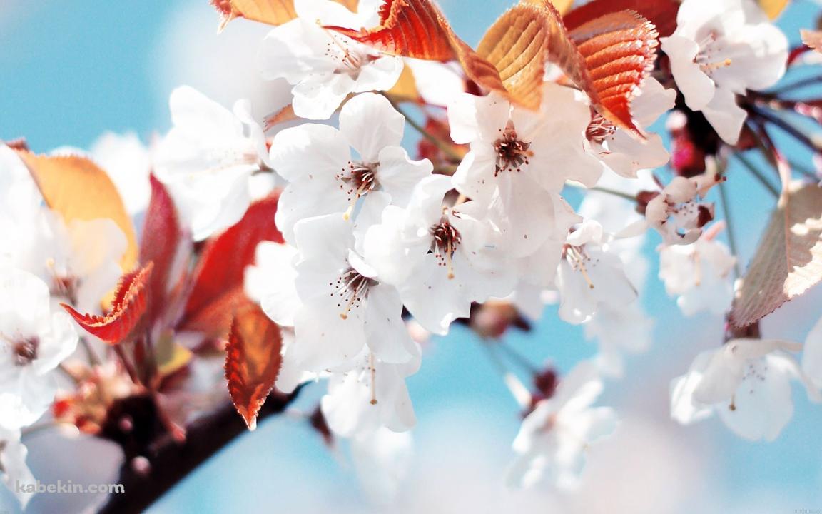 開花した桜の花の壁紙(1152px x 720px) 高画質 PC・デスクトップ用