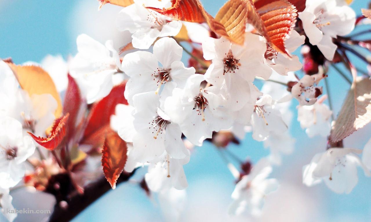 開花した桜の花の壁紙(1280px x 768px) 高画質 PC・デスクトップ用
