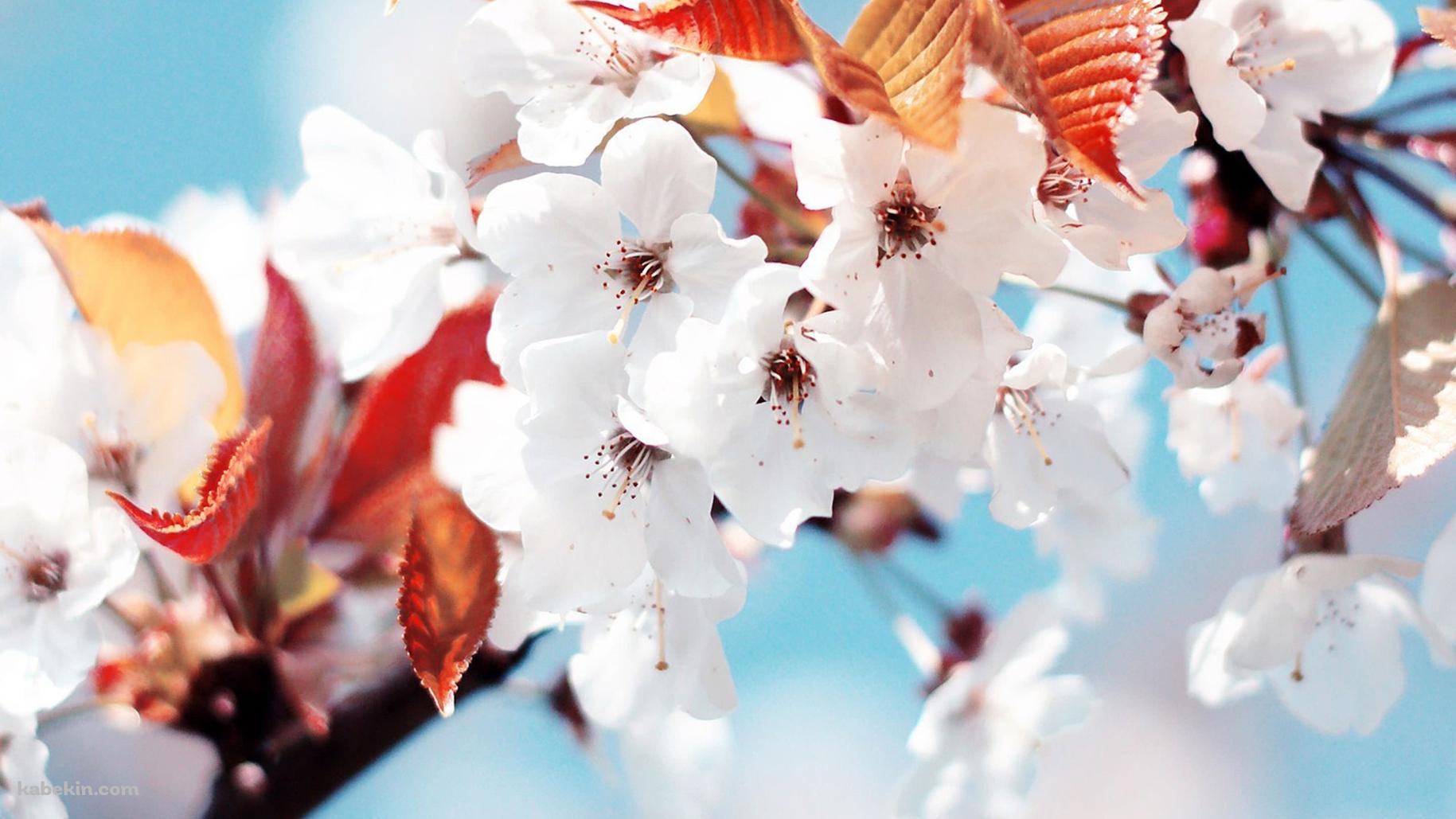 開花した桜の花の壁紙(1829px x 1029px) 高画質 PC・デスクトップ用