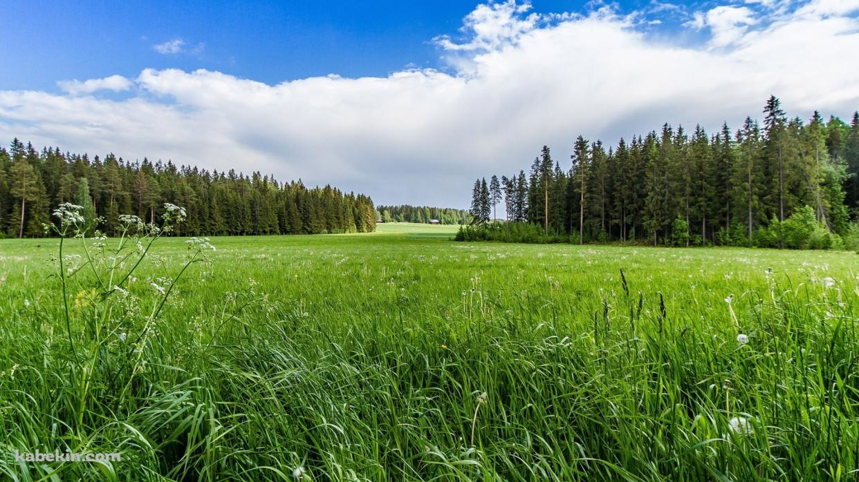 緑 タンポポ咲く草原と青空の壁紙(1242px x 698px) 高画質 PC・デスクトップ用