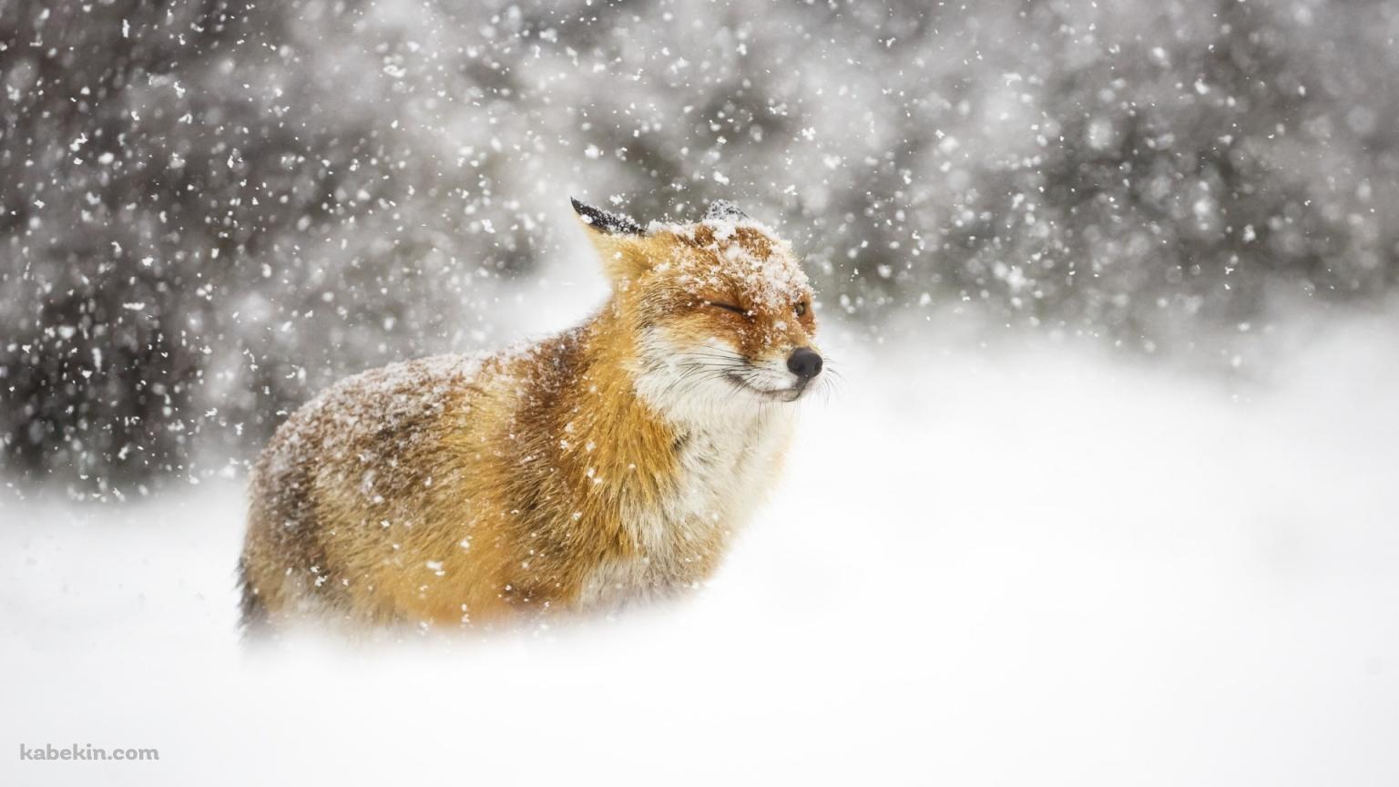 雪と狐の壁紙(1536px x 864px) 高画質 PC・デスクトップ用