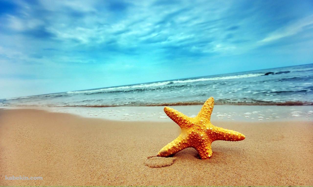 ヒトデと海の壁紙(1280px x 768px) 高画質 PC・デスクトップ用