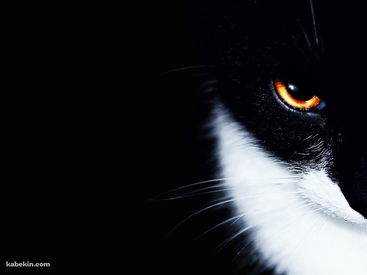 オレンジの眼をした黒猫の壁紙(1280px x 960px) 高画質 PC・デスクトップ用