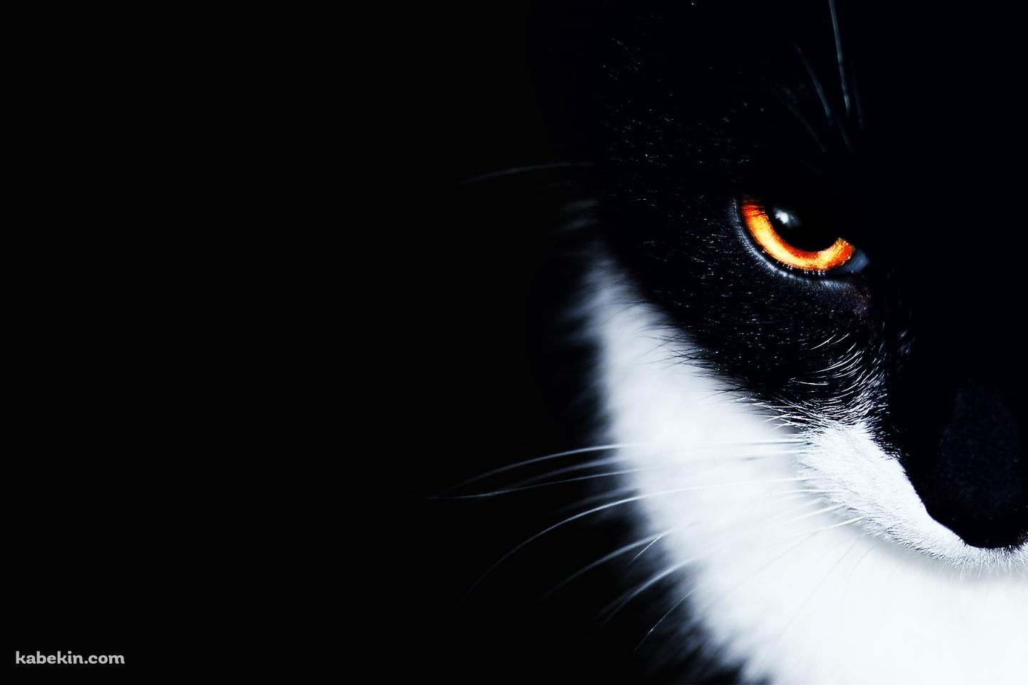 オレンジの眼をした黒猫の壁紙(1440px x 960px) 高画質 PC・デスクトップ用