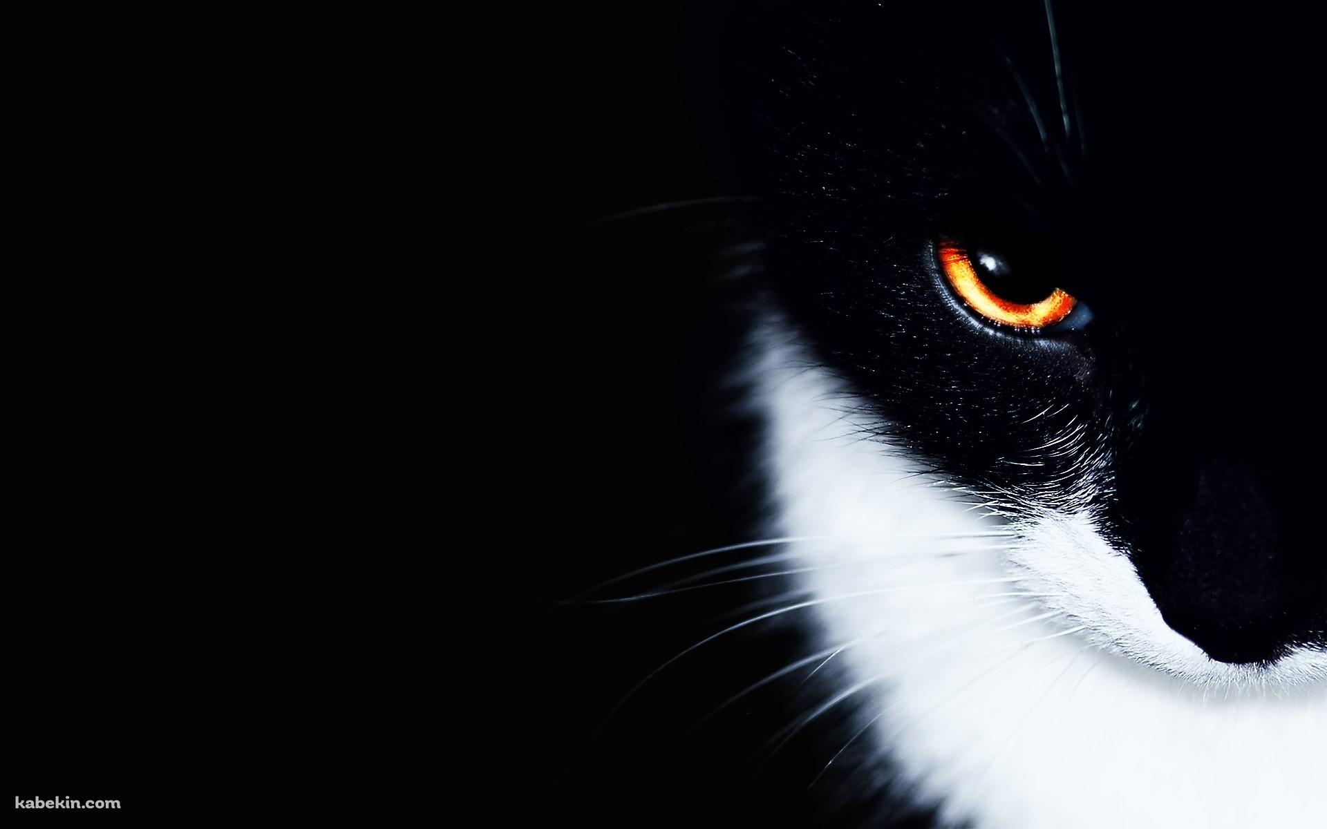 オレンジの眼をした黒猫の壁紙(1920px x 1200px) 高画質 PC・デスクトップ用