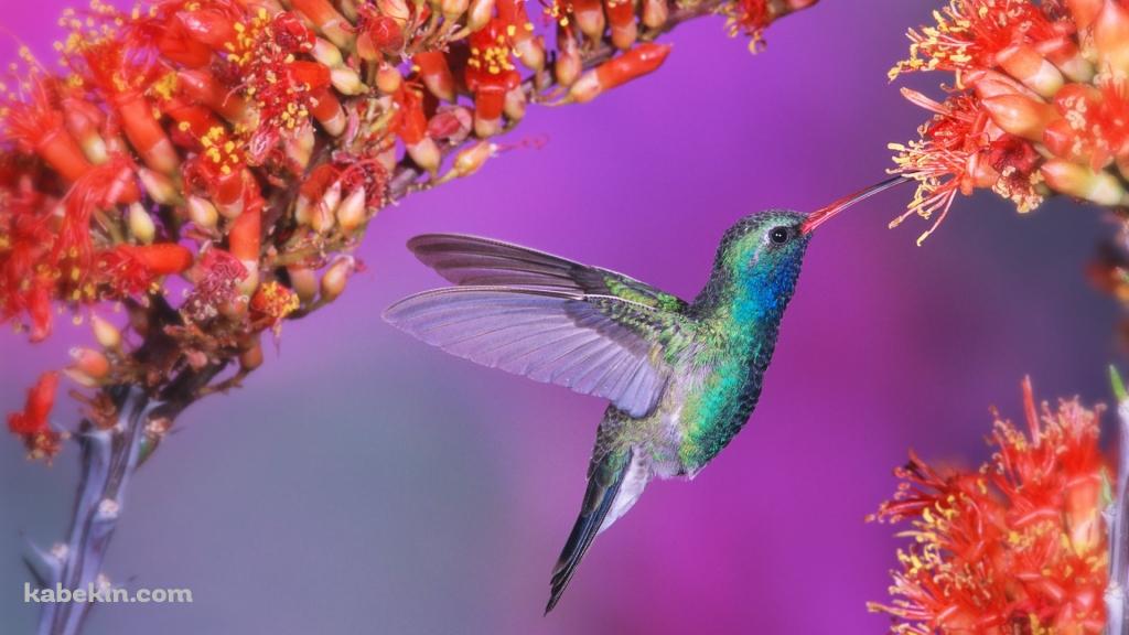 蜜を吸うハチドリの壁紙(1024px x 576px) 高画質 PC・デスクトップ用