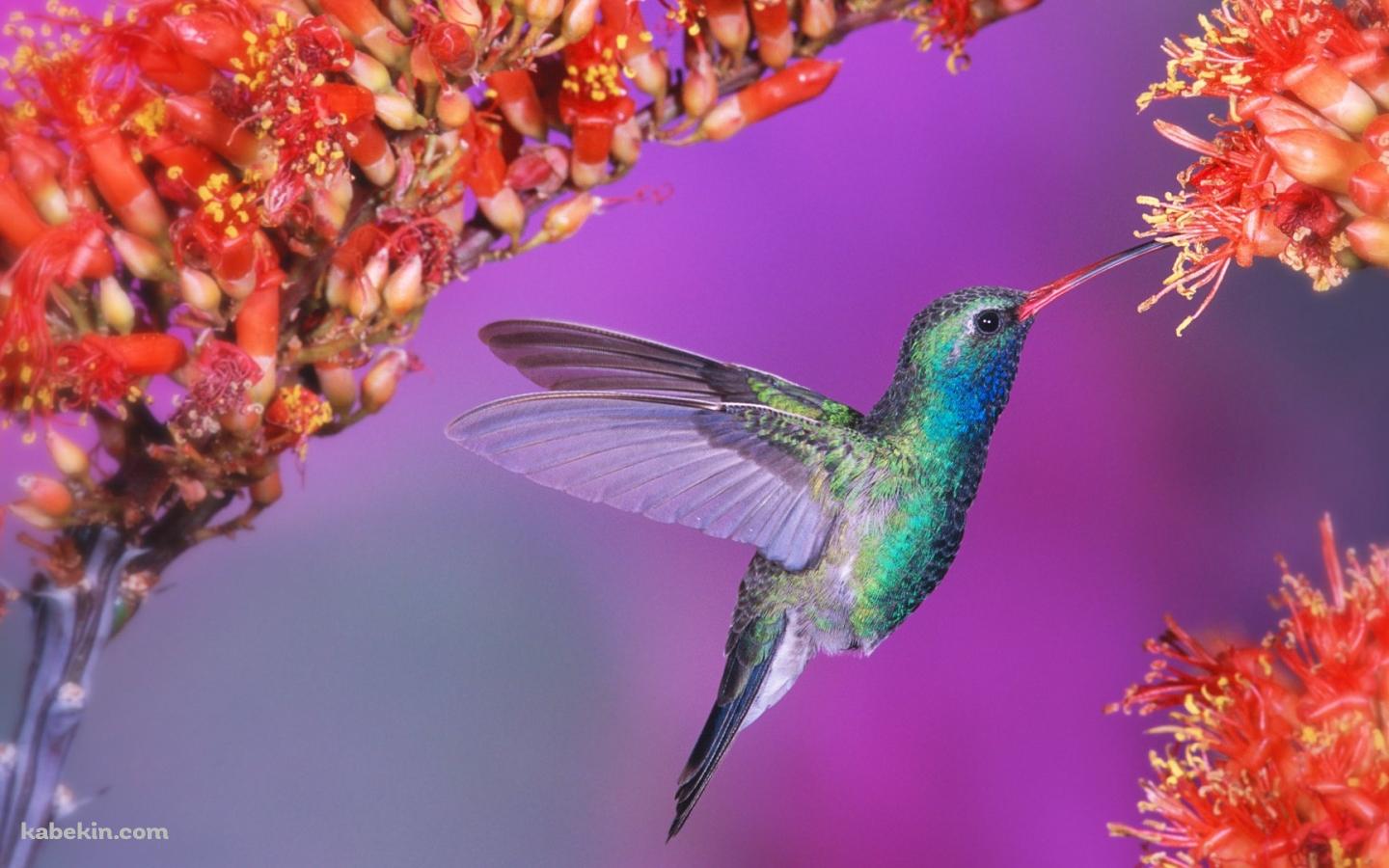 蜜を吸うハチドリの壁紙(1440px x 900px) 高画質 PC・デスクトップ用