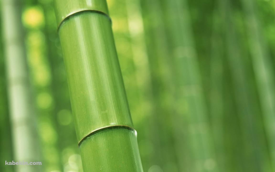 緑の竹林 Bambooの壁紙(1152px x 720px) 高画質 PC・デスクトップ用