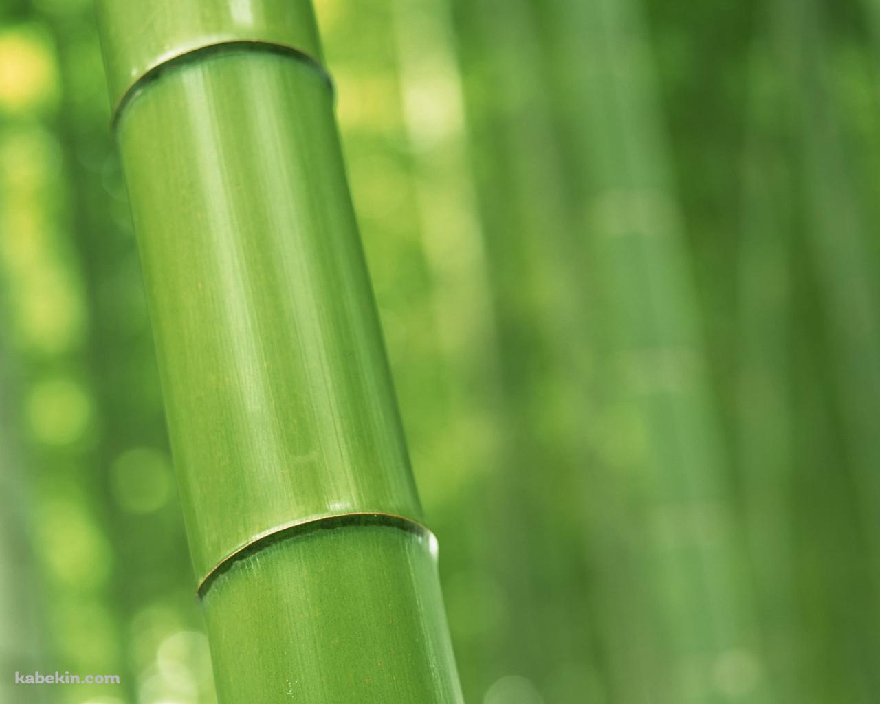 緑の竹林 Bambooの壁紙(1280px x 1024px) 高画質 PC・デスクトップ用