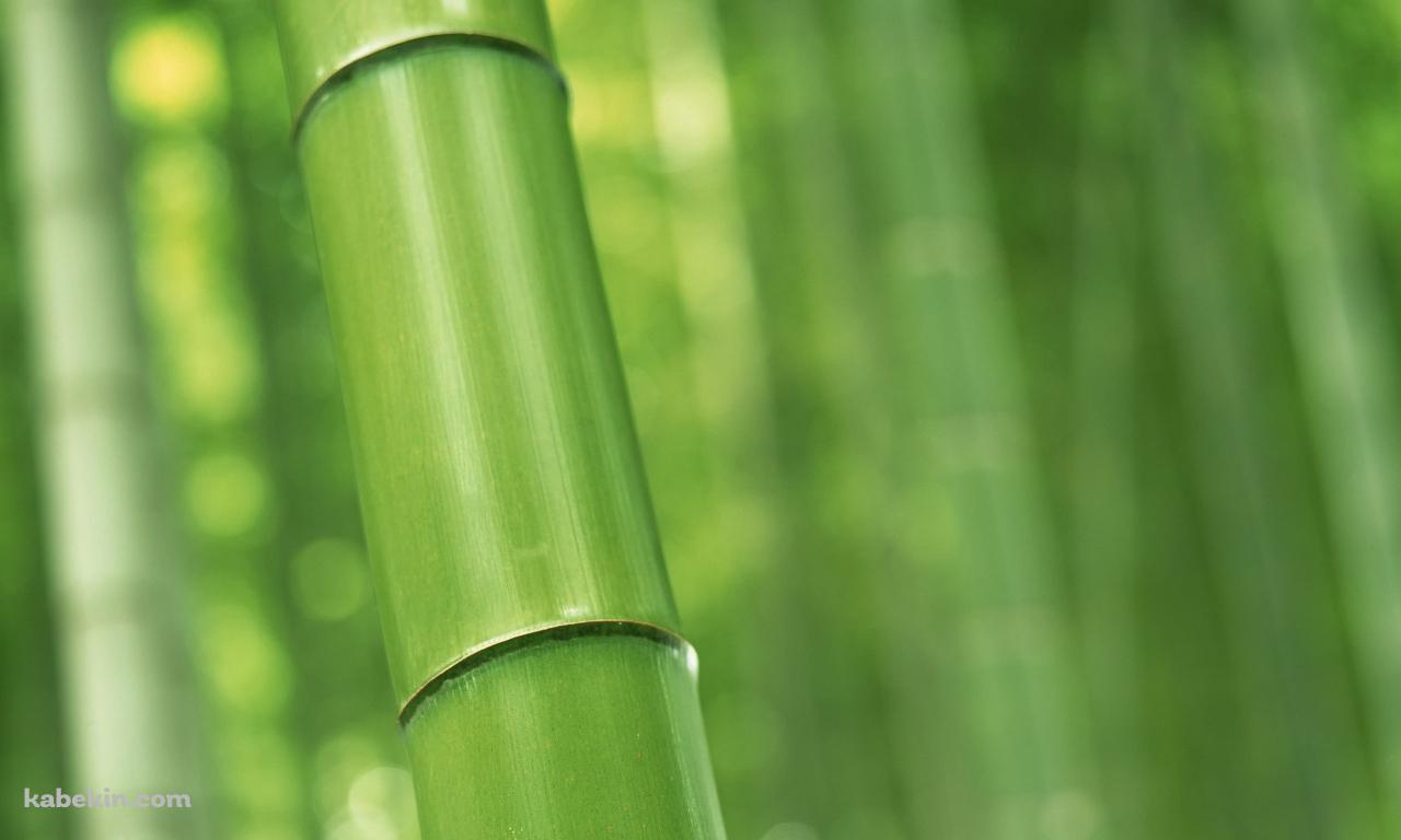 緑の竹林 Bambooの壁紙(1280px x 768px) 高画質 PC・デスクトップ用