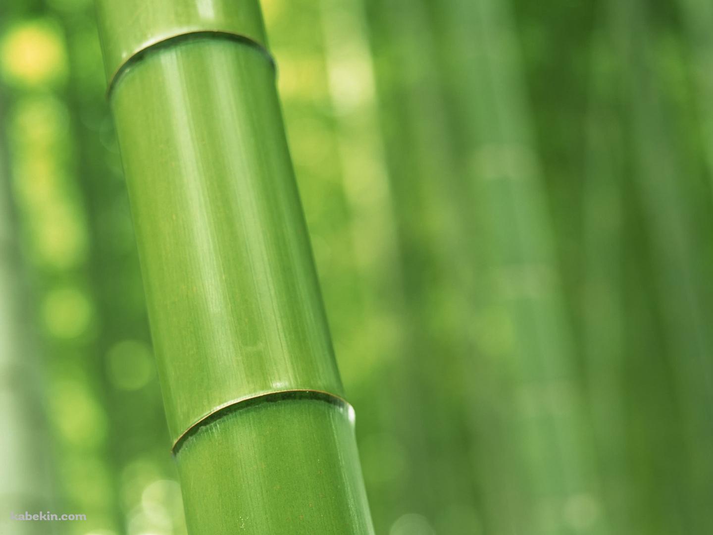緑の竹林 Bambooの壁紙(1440px x 1080px) 高画質 PC・デスクトップ用