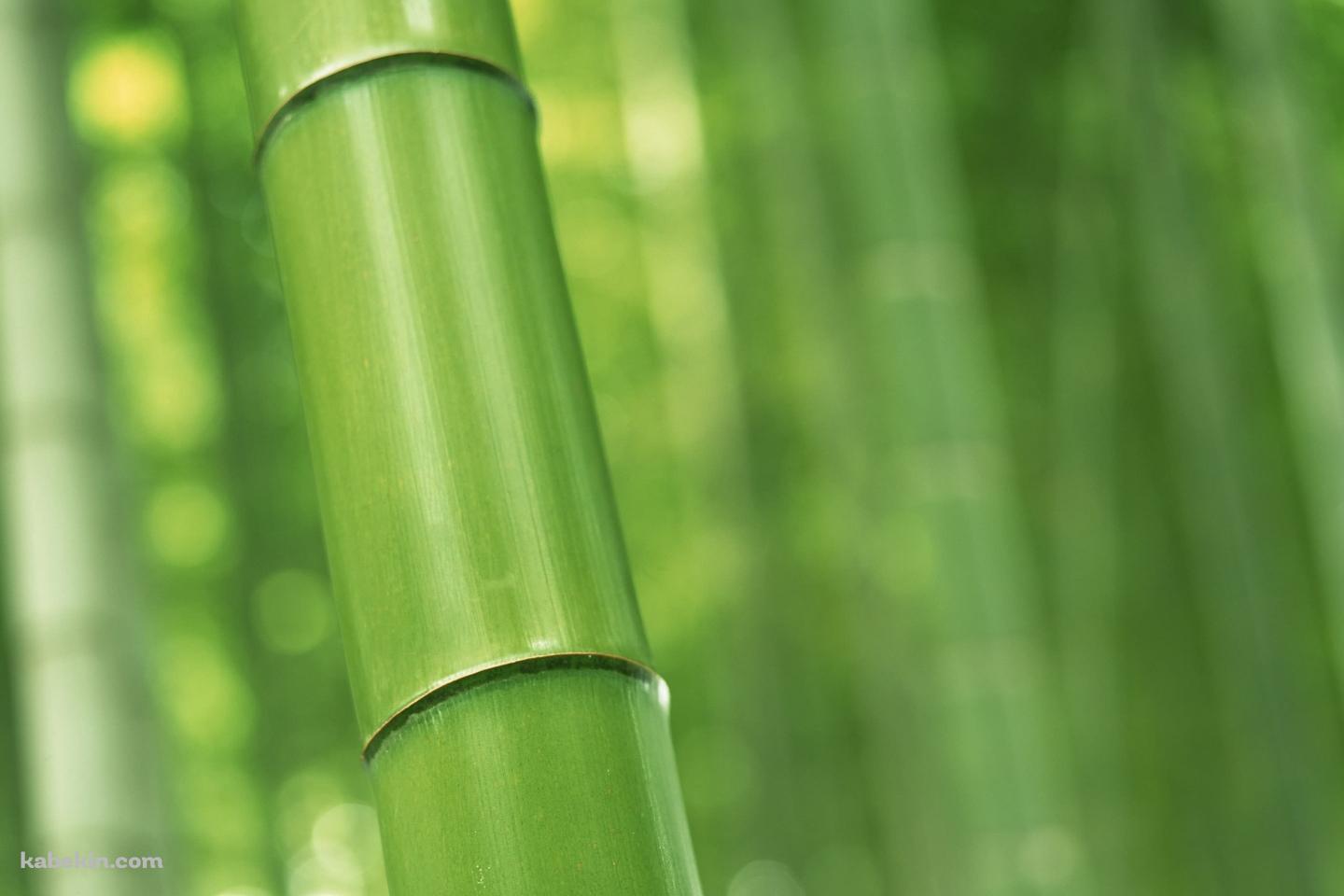 緑の竹林 Bambooの壁紙(1440px x 960px) 高画質 PC・デスクトップ用