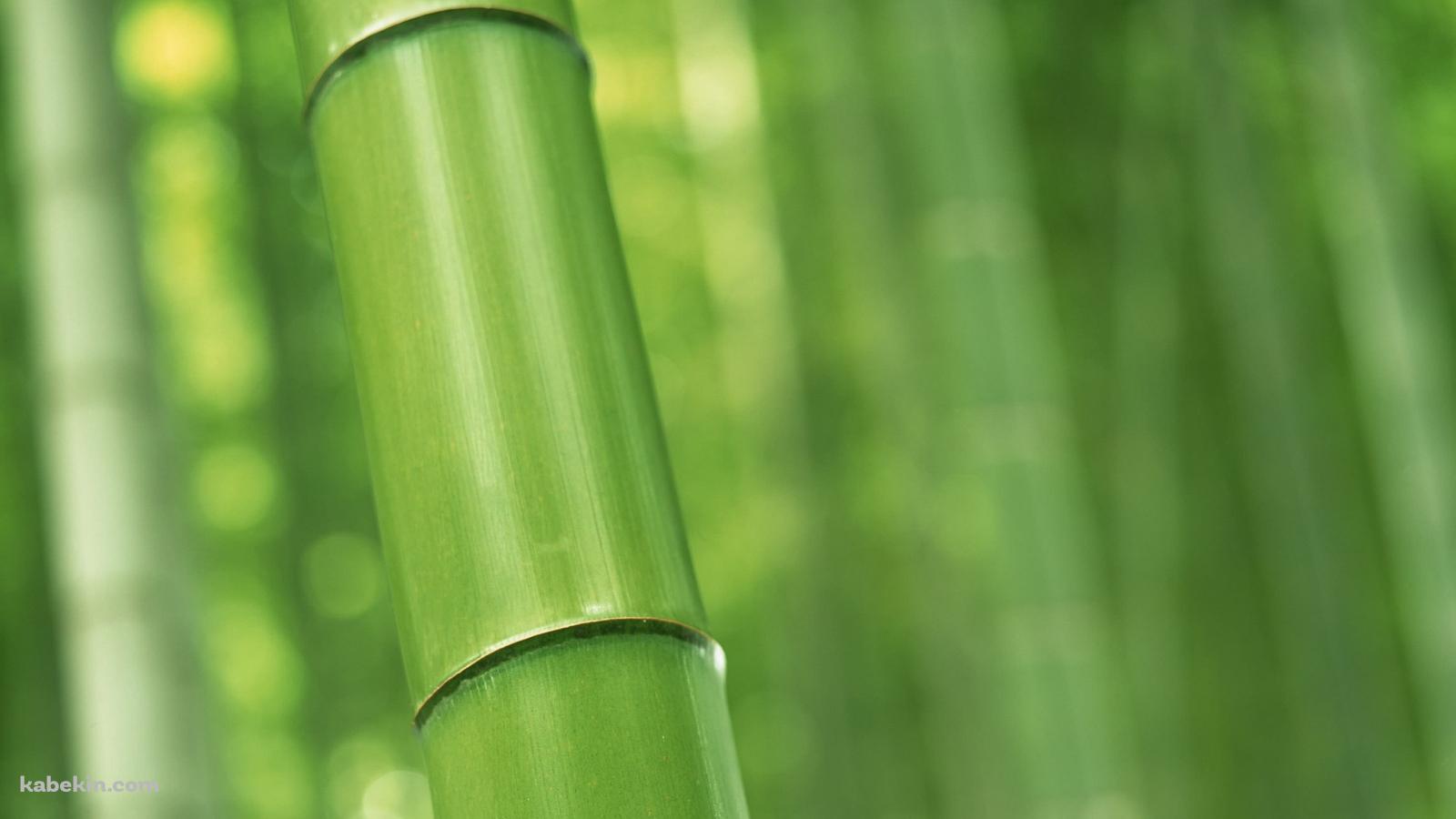 緑の竹林 Bambooの壁紙(1600px x 900px) 高画質 PC・デスクトップ用