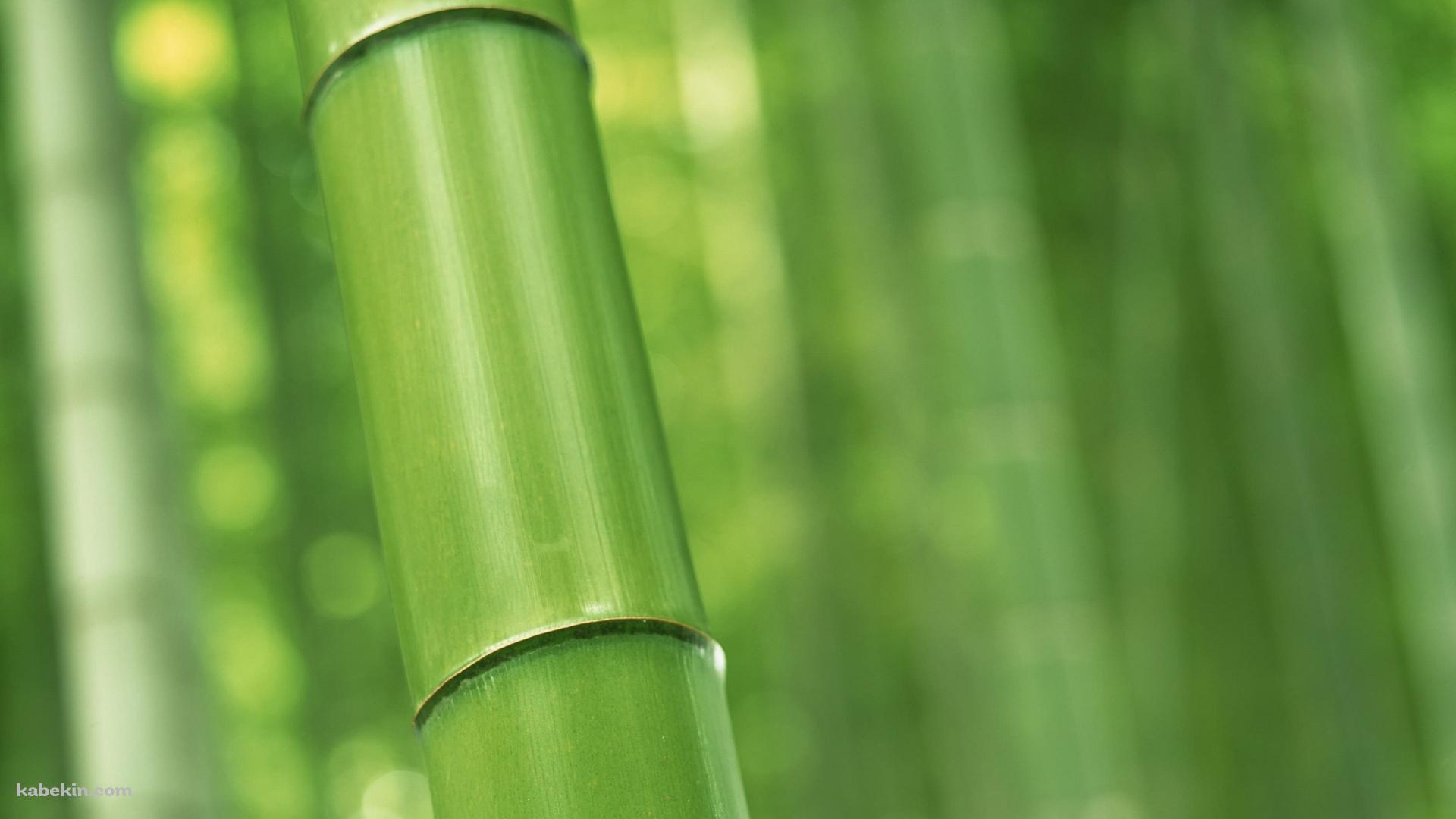 緑の竹林 Bambooの壁紙(1920px x 1080px) 高画質 PC・デスクトップ用