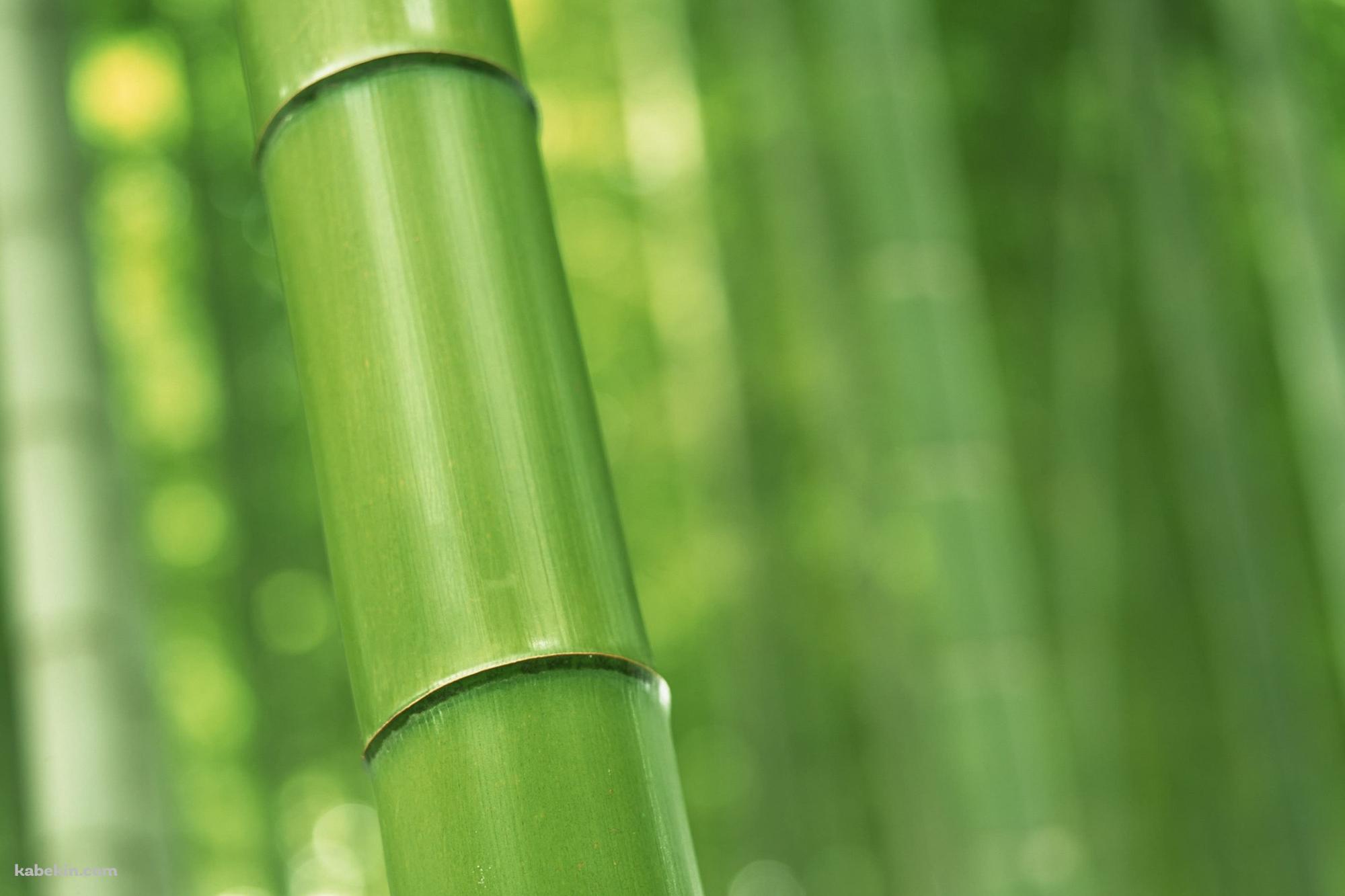 緑の竹林 Bambooの壁紙(2000px x 1333px) 高画質 PC・デスクトップ用