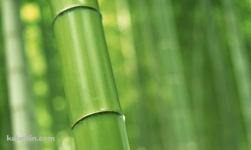 緑の竹林 Bambooの壁紙(800px x 480px) 高画質 PC・デスクトップ用
