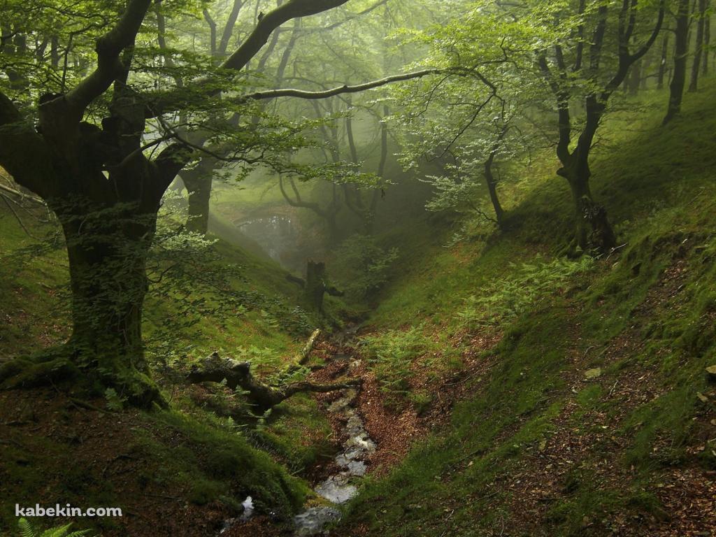 苔生える森の壁紙(1024px x 768px) 高画質 PC・デスクトップ用