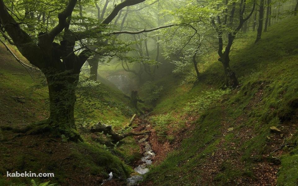苔生える森の壁紙(960px x 600px) 高画質 PC・デスクトップ用