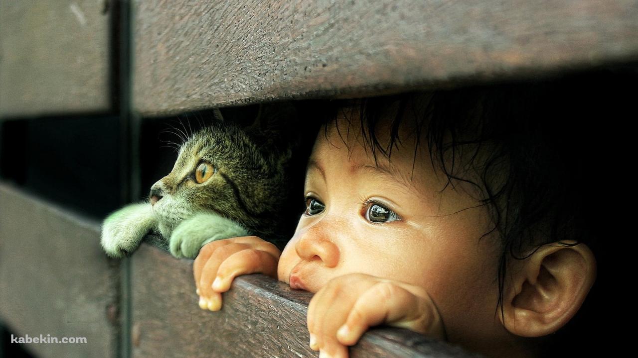 覗く子供と子猫の壁紙(1280px x 720px) 高画質 PC・デスクトップ用