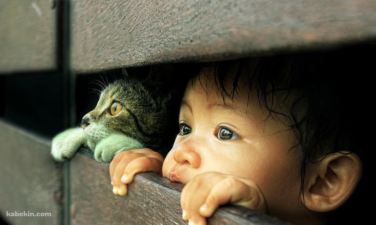 覗く子供と子猫の壁紙(1280px x 768px) 高画質 PC・デスクトップ用