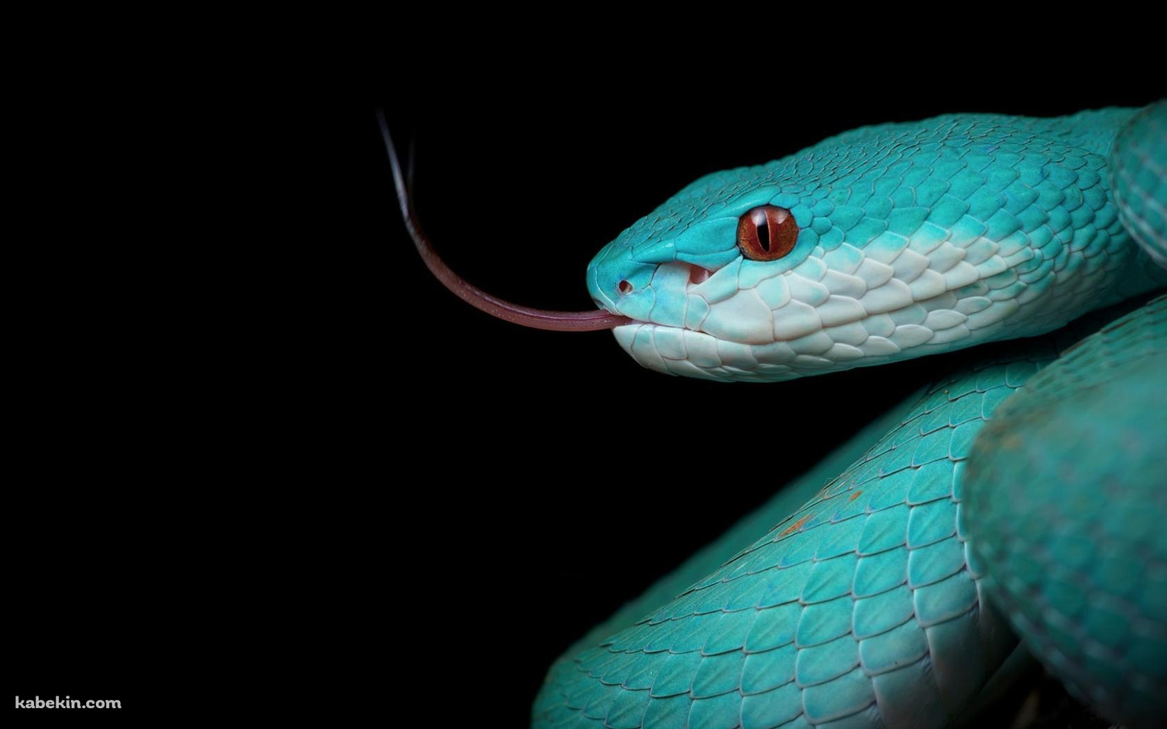 とぐろを巻く緑色の蛇の壁紙(1680px x 1050px) 高画質 PC・デスクトップ用