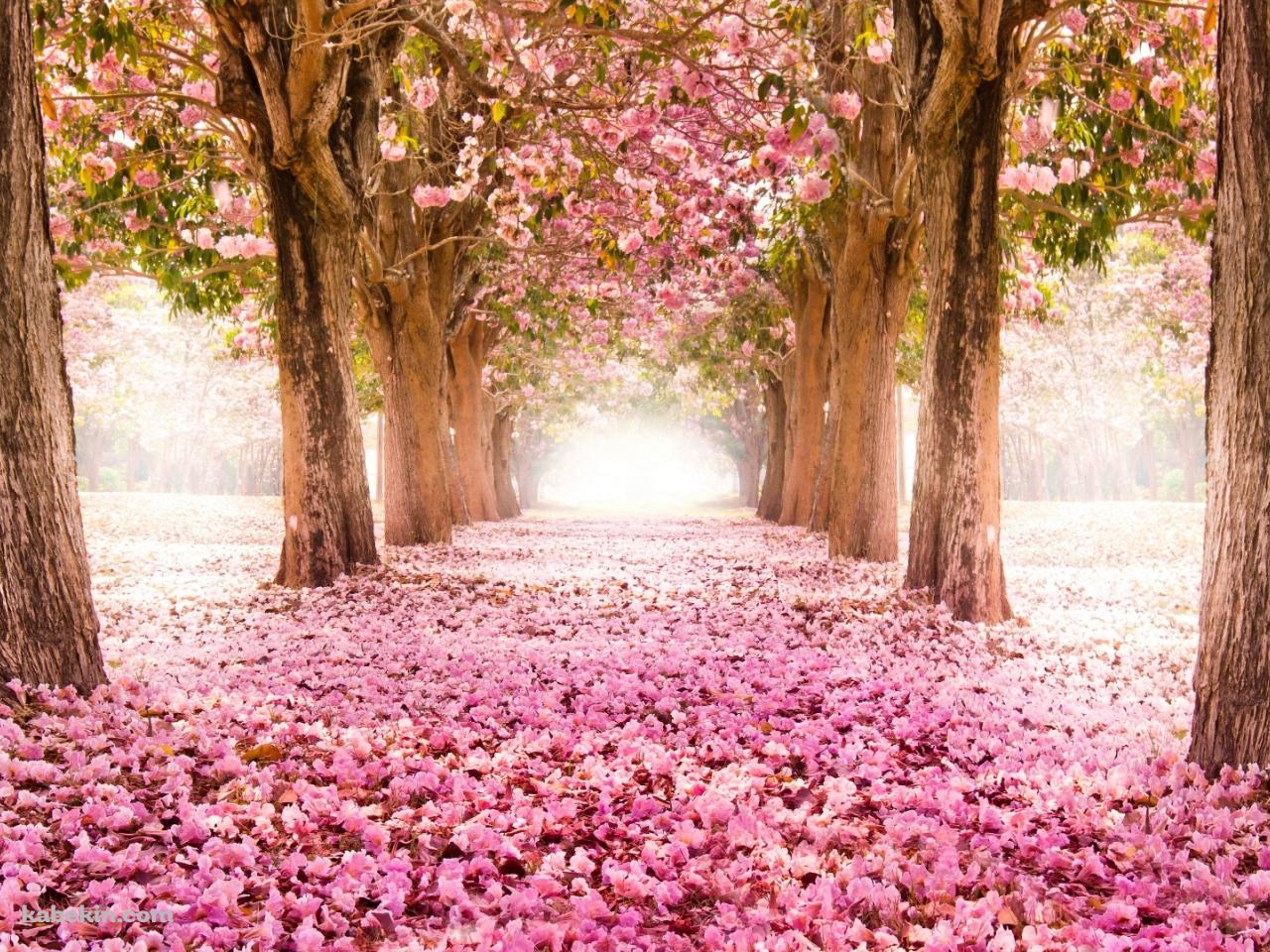 4月 ピンクの桜の並木道の壁紙(1280px x 960px) 高画質 PC・デスクトップ用