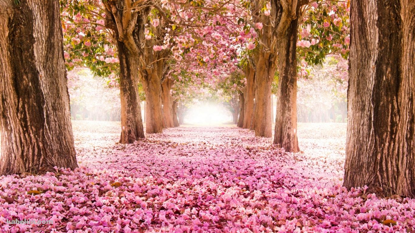 4月 ピンクの桜の並木道の壁紙(1366px x 768px) 高画質 PC・デスクトップ用