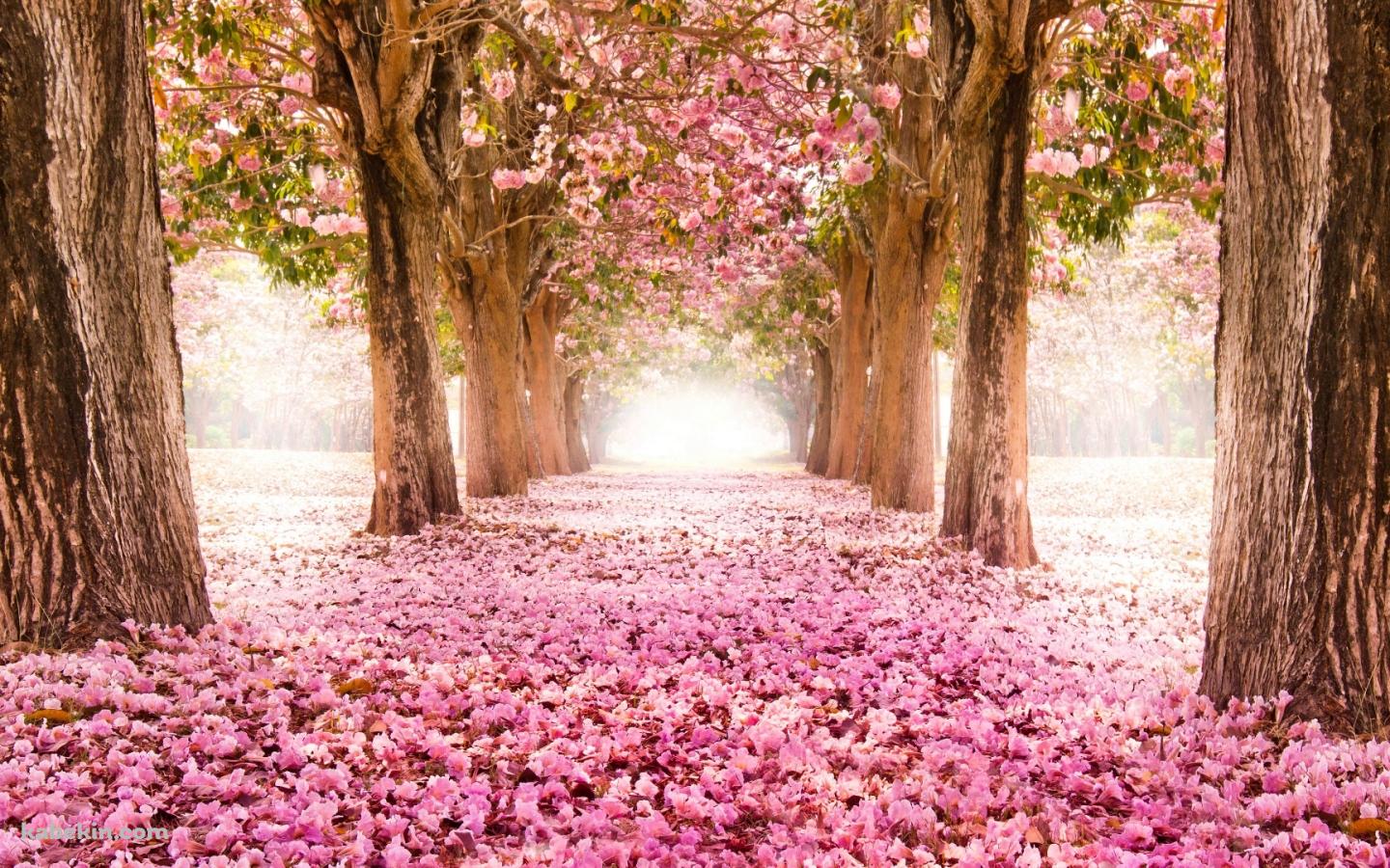 4月 ピンクの桜の並木道の壁紙(1440px x 900px) 高画質 PC・デスクトップ用