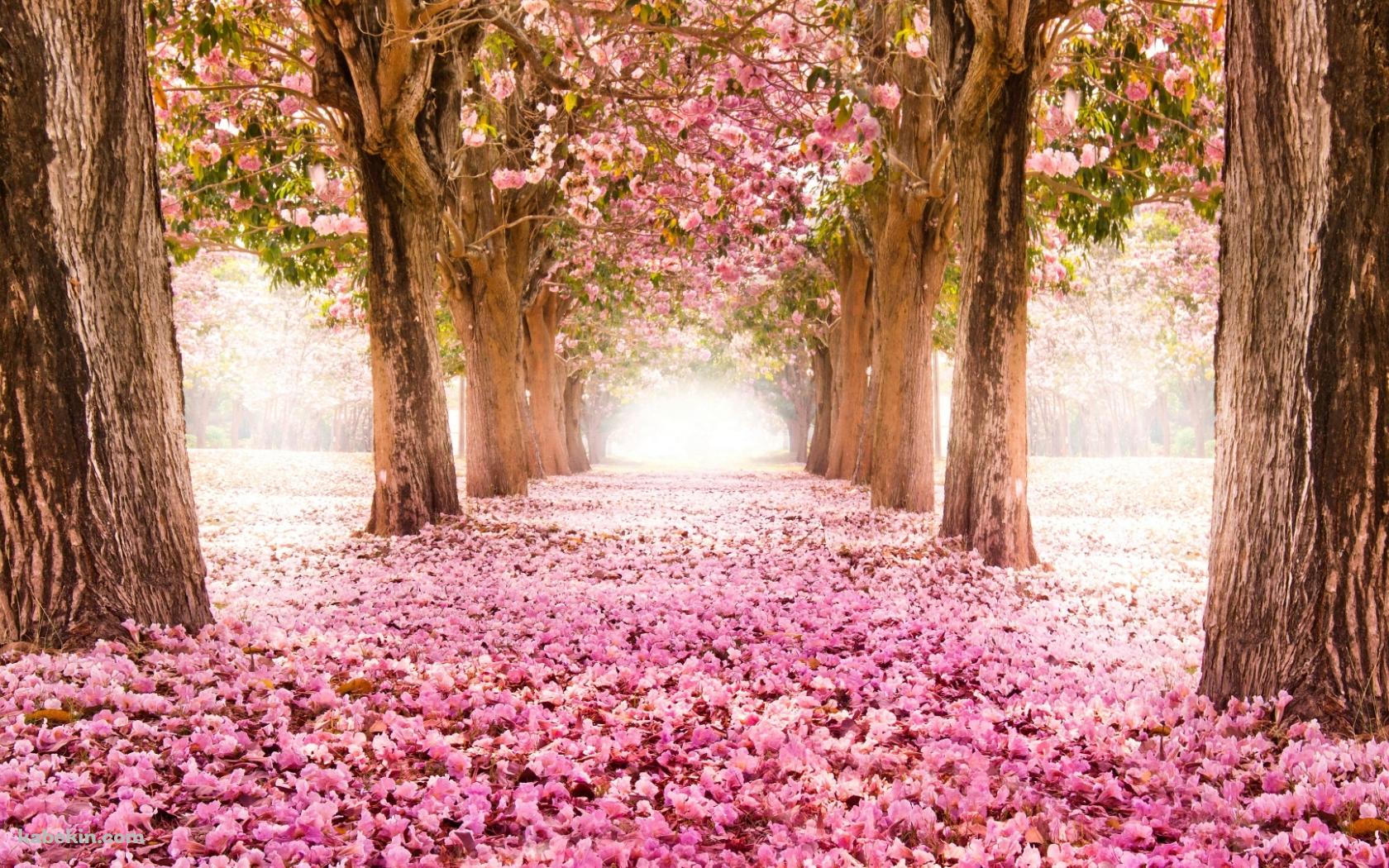 4月 ピンクの桜の並木道の壁紙(1680px x 1050px) 高画質 PC・デスクトップ用