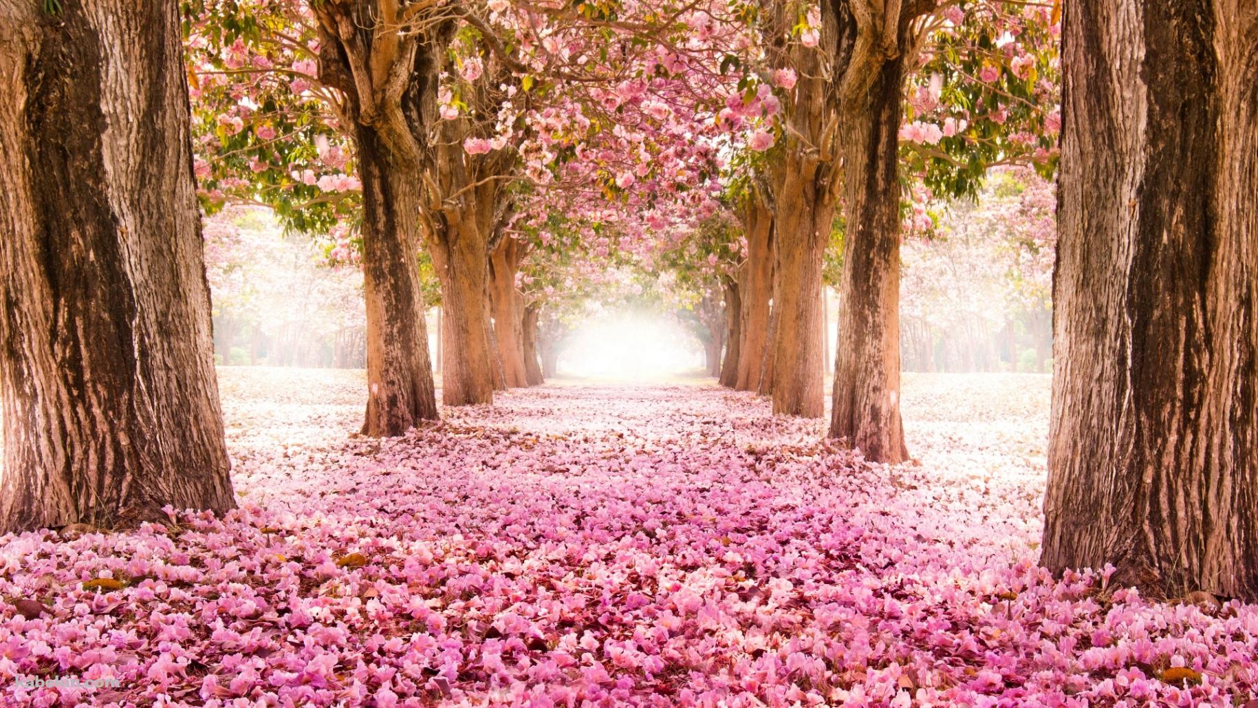 4月 ピンクの桜の並木道の壁紙(1829px x 1029px) 高画質 PC・デスクトップ用