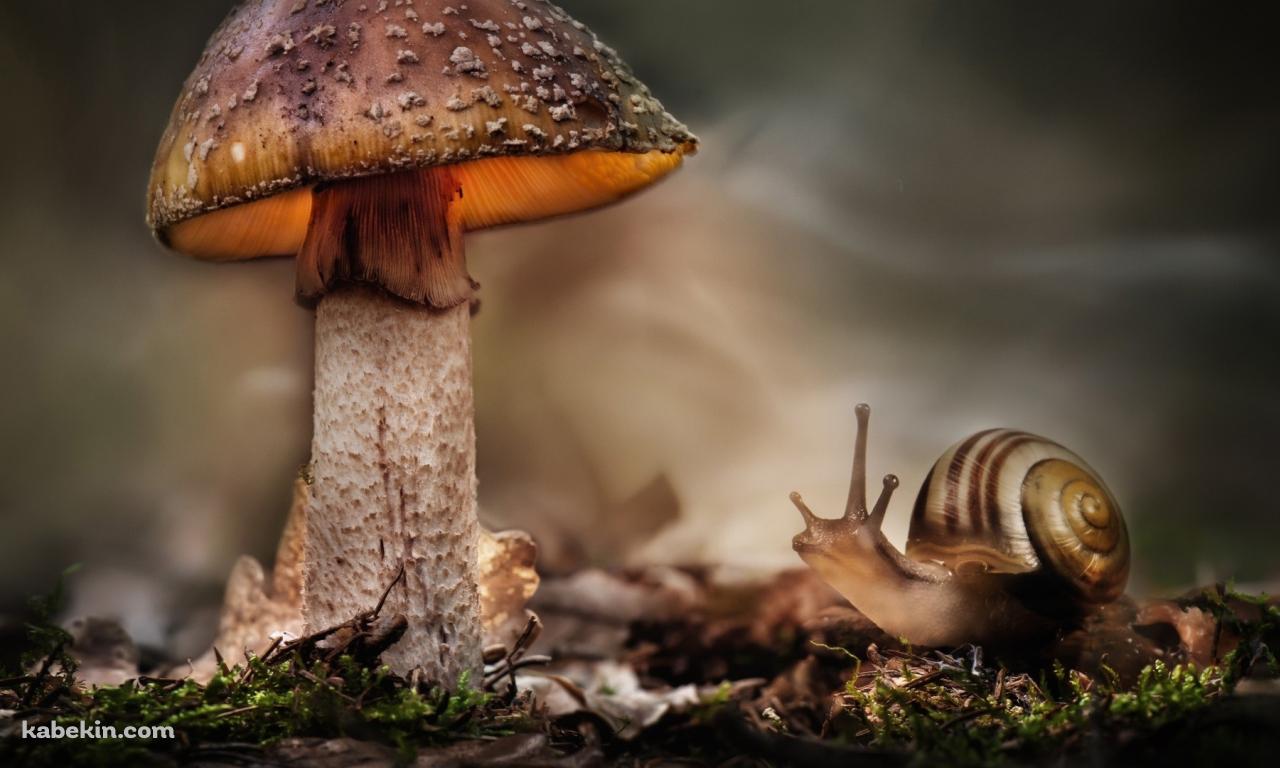茸 キノコ カタツムリの壁紙(1280px x 768px) 高画質 PC・デスクトップ用