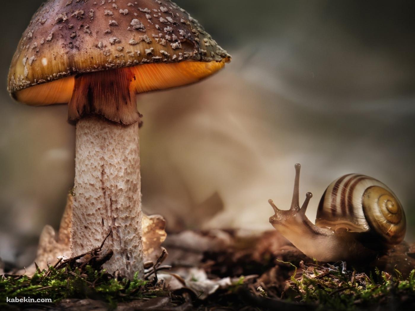 茸 キノコ カタツムリの壁紙(1400px x 1050px) 高画質 PC・デスクトップ用