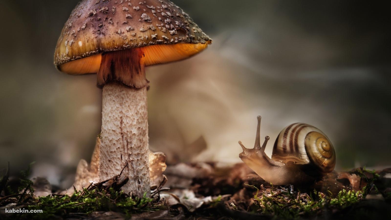 茸 キノコ カタツムリの壁紙(1600px x 900px) 高画質 PC・デスクトップ用