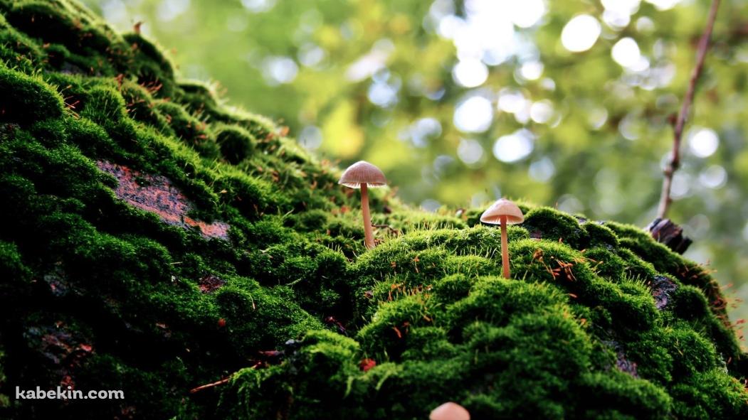 マッシュルームと苔の壁紙(1051px x 591px) 高画質 PC・デスクトップ用