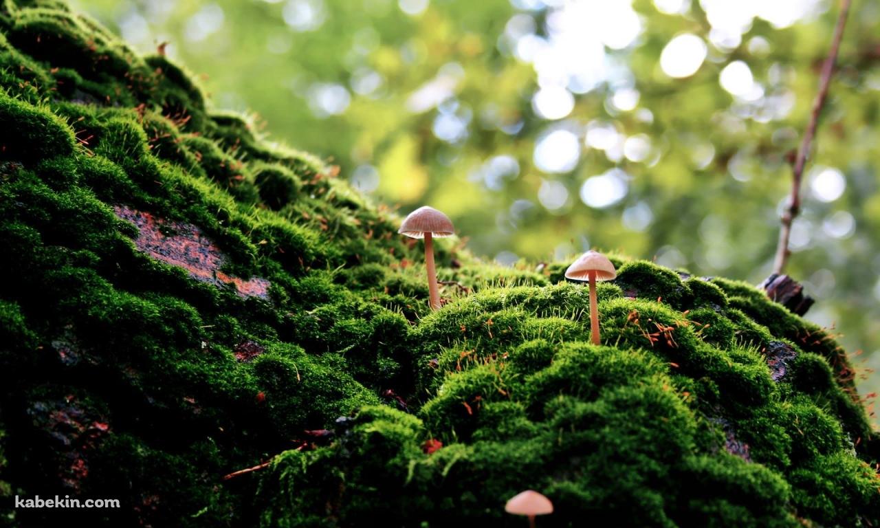 マッシュルームと苔の壁紙(1280px x 768px) 高画質 PC・デスクトップ用