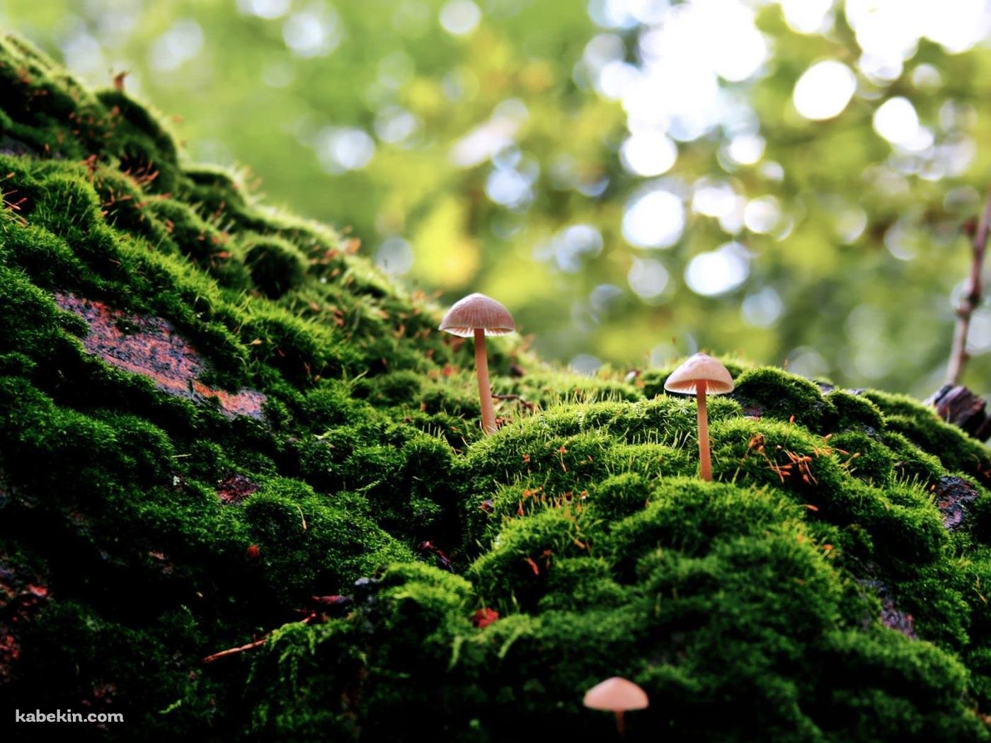 マッシュルームと苔の壁紙(1400px x 1050px) 高画質 PC・デスクトップ用