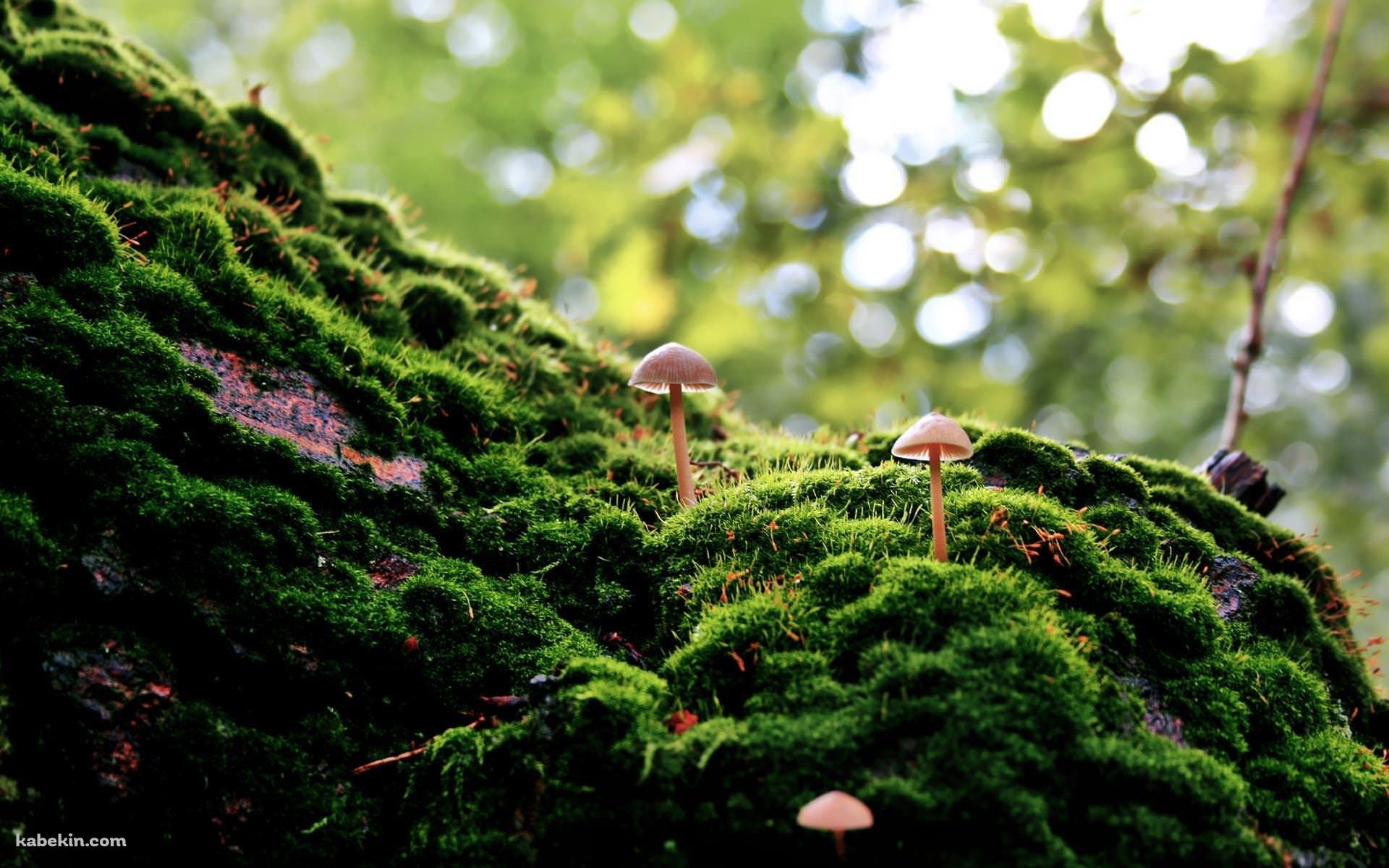 マッシュルームと苔の壁紙(1920px x 1200px) 高画質 PC・デスクトップ用